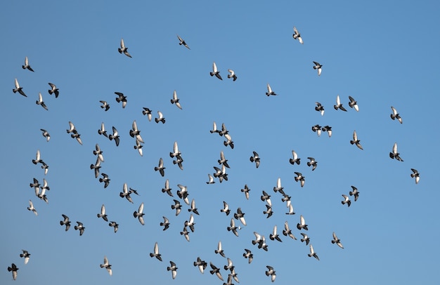 Silhouettes of pigeons flying in the sky