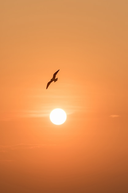 Silhouettes of seagulls flying in the sunset.