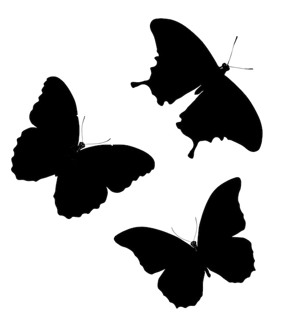 Silhouettes of three butterflies. isolated on white background