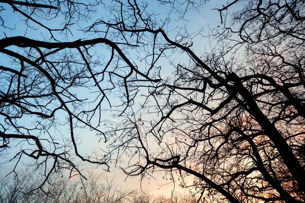 Silhouettes tree branches with sky. Sunset. Background for design