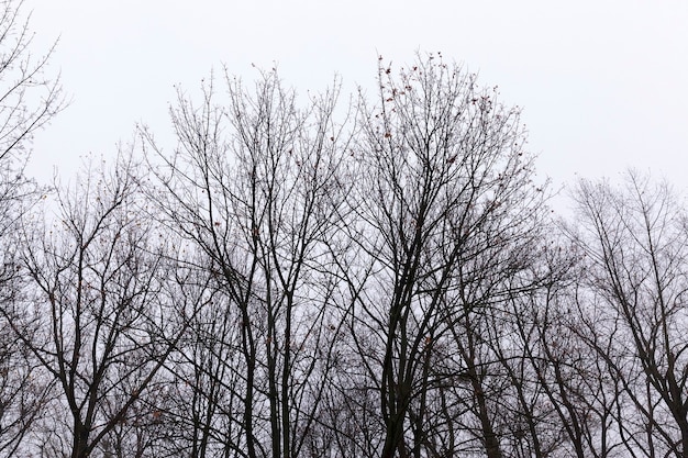 Silhouettes of tree trunks