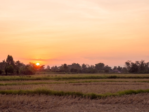 Silhouetzonsondergang over rijstveld