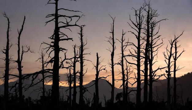 silhoutte of dead trees at sunset