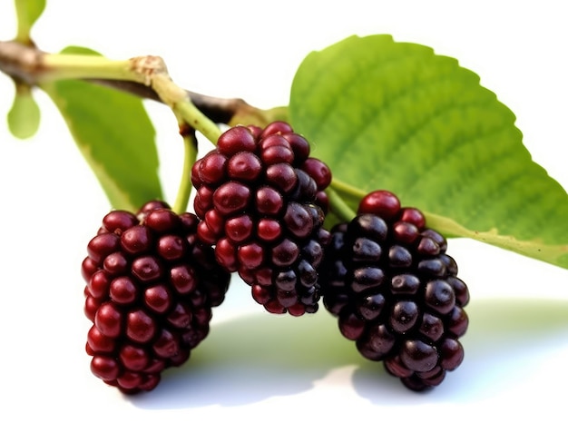 Silk berry with green leaves isolated on a white background