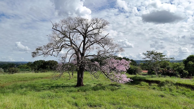 Silk Floss Tree