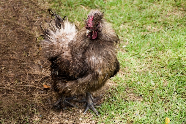 Silkie chicken walking finding food on grass floor in grassland
at outdoor garden at meadow rural countryside in nonthaburi
thailand