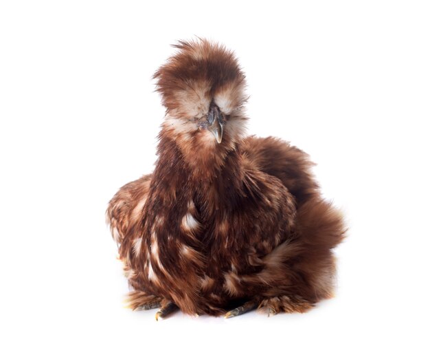 silkie chicken