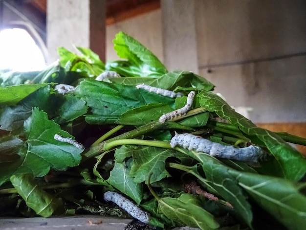 Фото Гусеницы тутового шелкопряда на листьях шелковицы