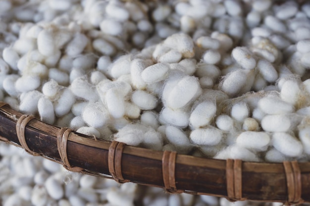 Silkworm cocoon cocoons in a silk factory