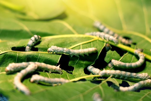 silkworm eat mulberry leaf before becoming a cocoon for making silk process