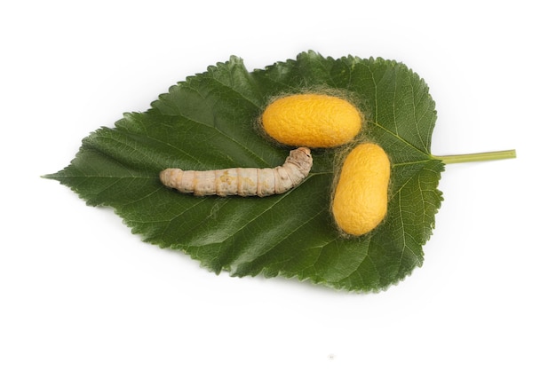 The silkworm is the larva or caterpillar of the domestic silkmoth Bombyx mori It is an economically important insect being a primary producer of silk