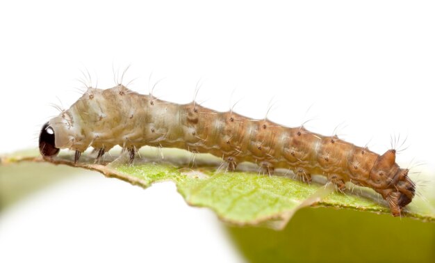 Silkworm larvae, Bombyx mori, against white background