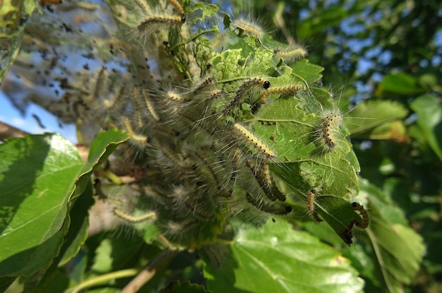 Silkworms Building Cocoons On The Mulberry Tree