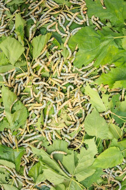 Silkworms eating fresh mulberry leaves