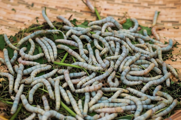 Bachi da seta con foglie di gelso sul cesto intrecciato