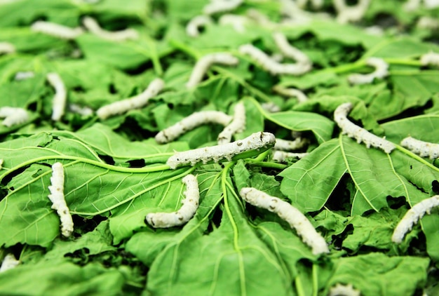 Silkworms