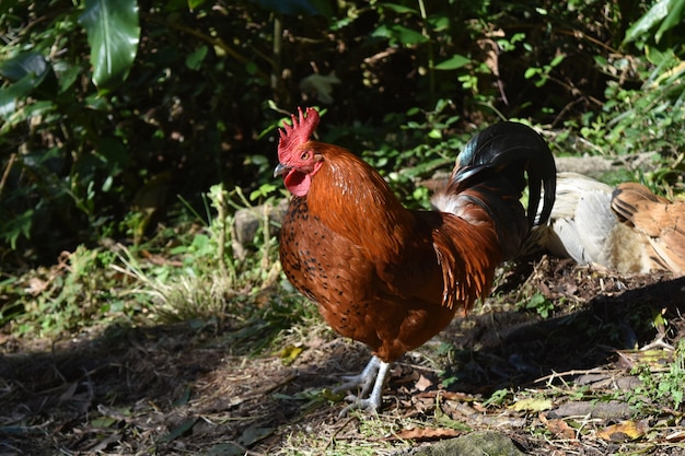 Silky black and brown chicken roaming around