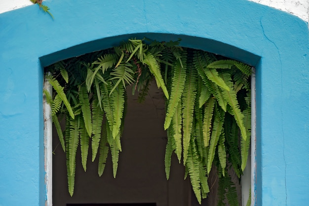 Sill of old entrance door with ferns