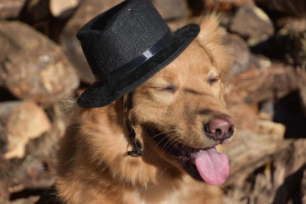 Cane sciocco che indossa un cappello a cilindro in una giornata autunnale