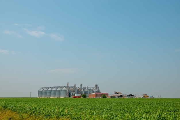 Силосы на ячменном поле. Хранение сельскохозяйственной продукции. В поле