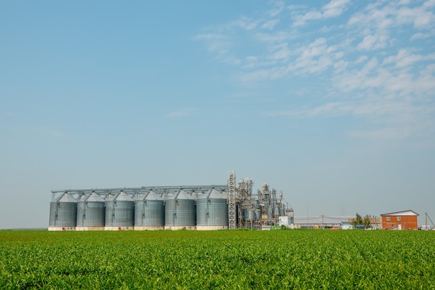 Silos in a barley field. Storage of agricultural production. In field