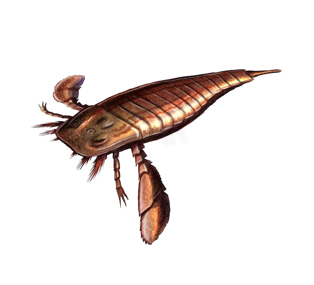 Photo silurian eurypterid