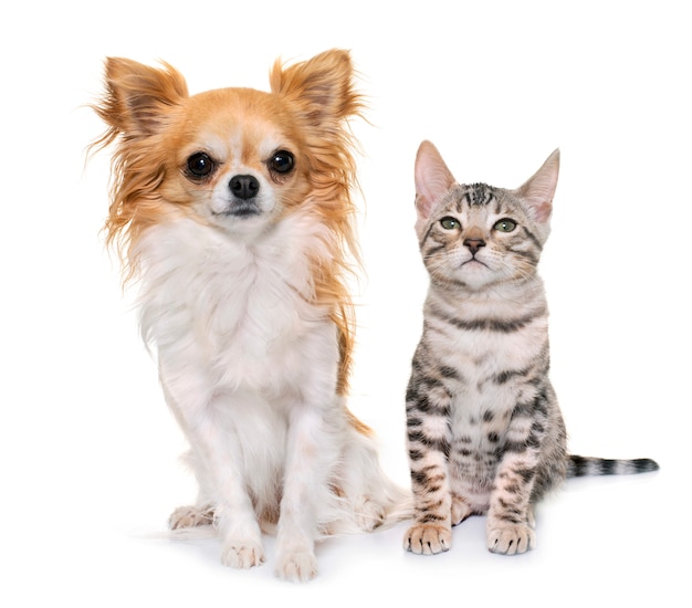 silver bengal kitten and chihuahua