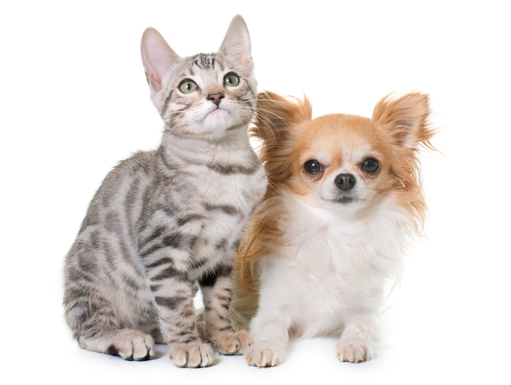 Photo 銀ベンガル子猫とチワワ