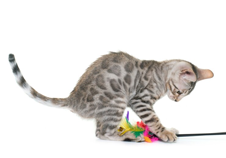 Photo silver bengal kitten