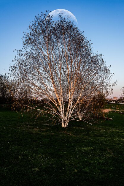 Foto le betulle d'argento in primavera