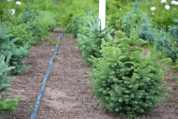 シルバー、ブルースプルースパイン、モミの木。若い緑のモミのクリスマスツリーのPlantatnion、nordmannモミと別のモミ植物の栽培