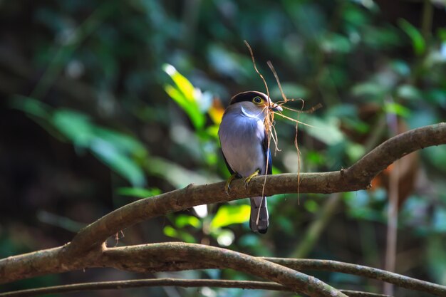 Silver-breasted Broadbill mooie vogel op een tak