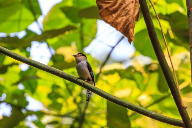 Photo silver-breasted broadbill (serilophus lunatus) beautiful bird on a branch