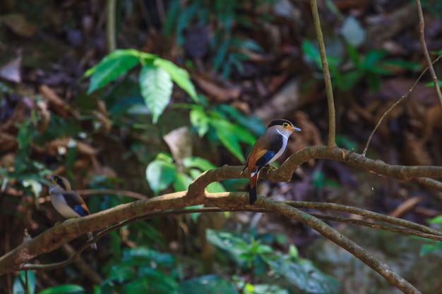 Photo silver-breasted broadbill (serilophus lunatus) beautiful bird on a branch