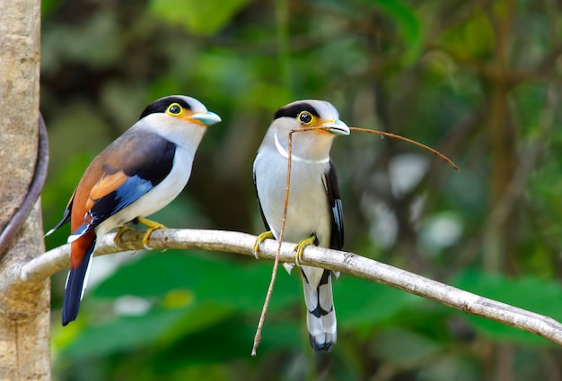 シルバーブレストBroadbill Serilophus lunatusタイの美しい鳥