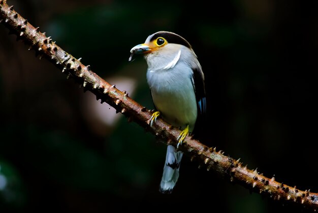 シルバーバストBroadbill Serilophus lunatusタイの美しい女性の鳥