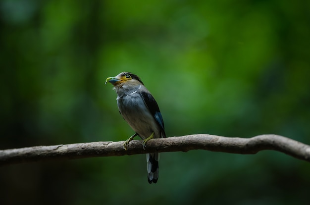 Photo silver-breasted broadbill on tree branch