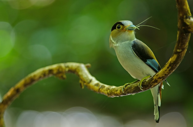 木の枝に銀色のBroadbill