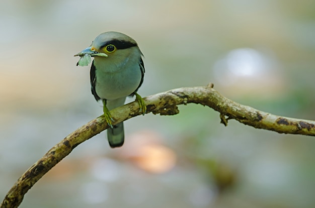 Photo silver-breasted broadbill on tree branch