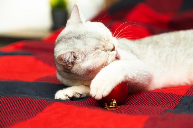 Silver British cat plays with a Christmas ball