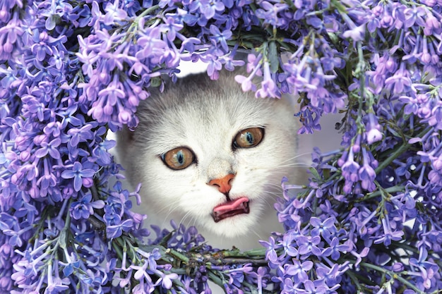 シルバーのブリティッシュチンチラ猫がライラックの花輪から外を眺めています。 2つの主要なアレルゲン。グリーティングカード。