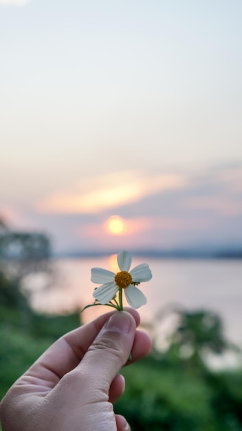 사진 은색 버튼 나무 과학적 이름 zinnia angustifolia kunth는 일몰에 손으로 잡혔다