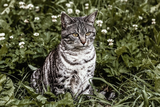 Фото Серебряный кот на зеленой траве