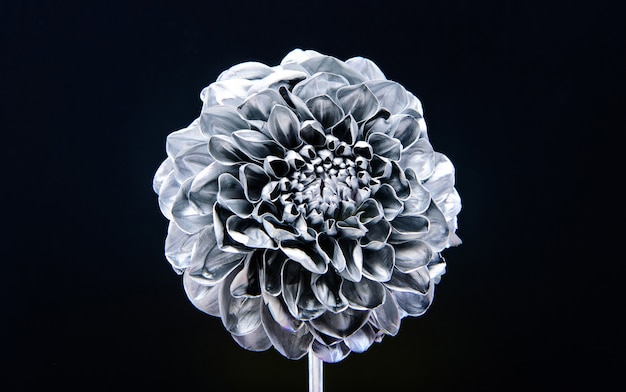 Silver chrysanthemum flower. natural retro beauty. luxury and success. metallized antique decoration. wealth and richness. floristics business. Vintage silver. antique silver floral design.