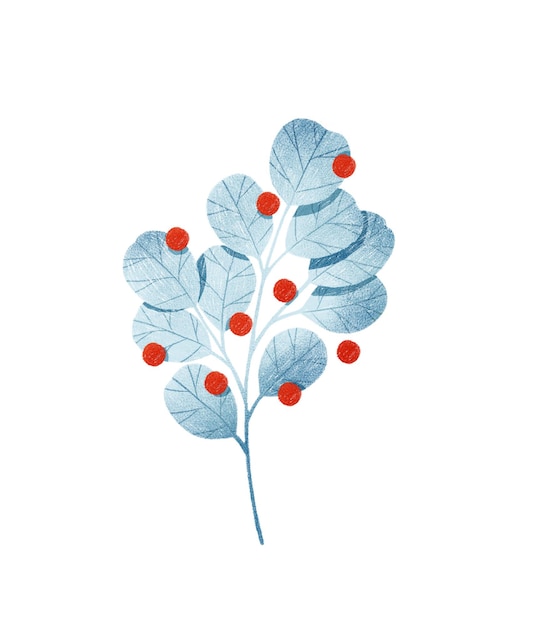 Silver dollar blue eucalyptus tree branch with leaves and red berries botanical illustration