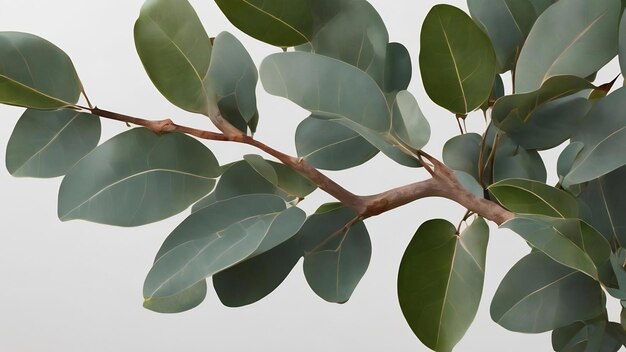 Silver dollar eucalyptus branch gray banner