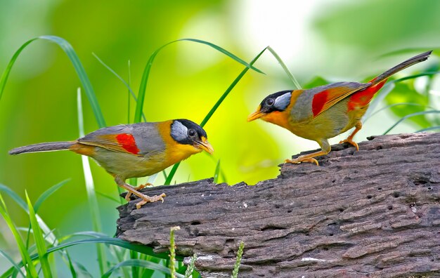 Silver-eared Mesia Leiothrix argentauris Beautiful Birds of Thailand