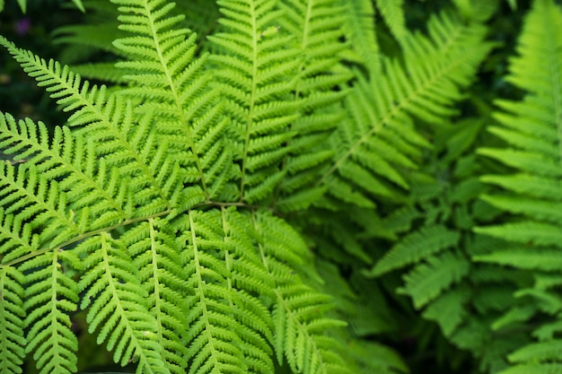 Silver Fern Blur