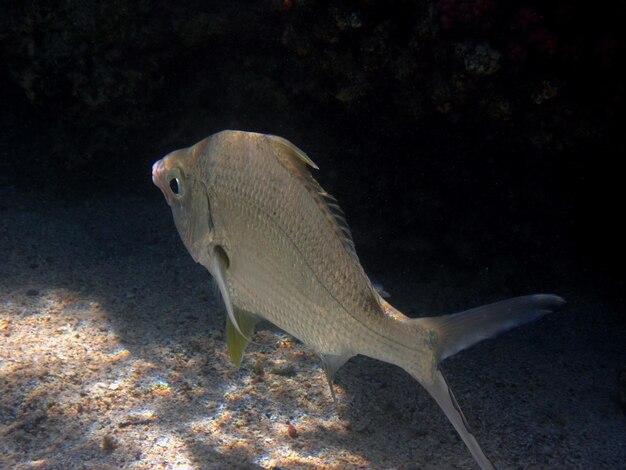 Foto pesce d'argento