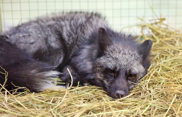 Silver fox in cage